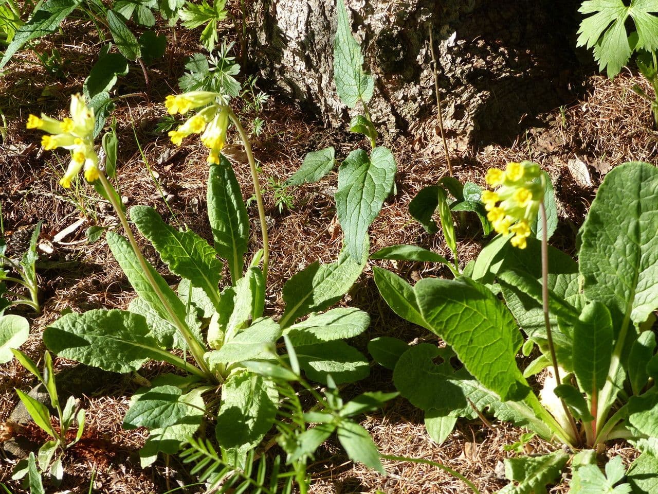 Primavera 12