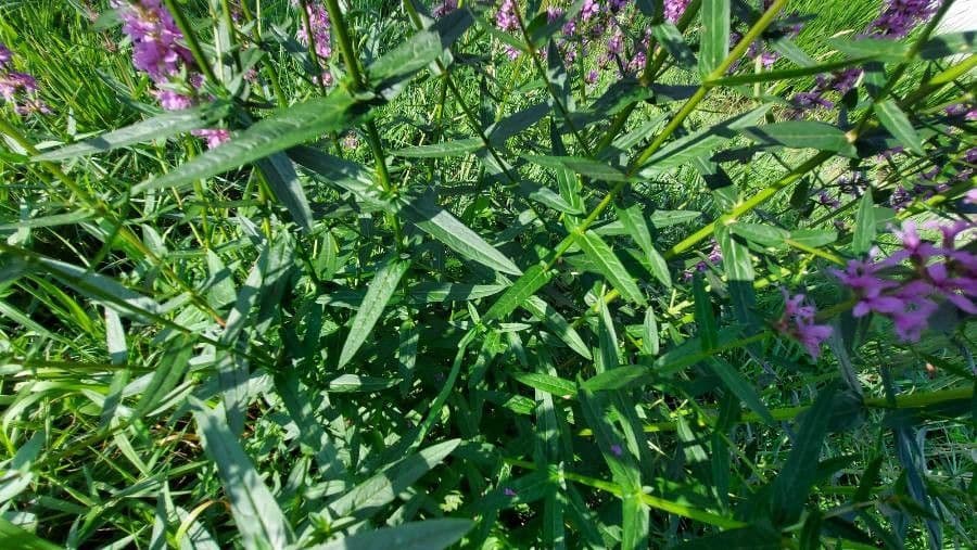 Salcerella 19