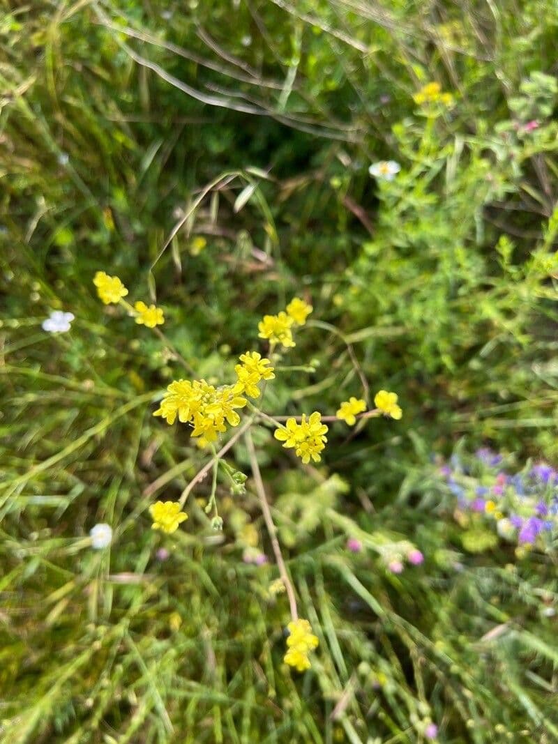 Aurinia petraea 2