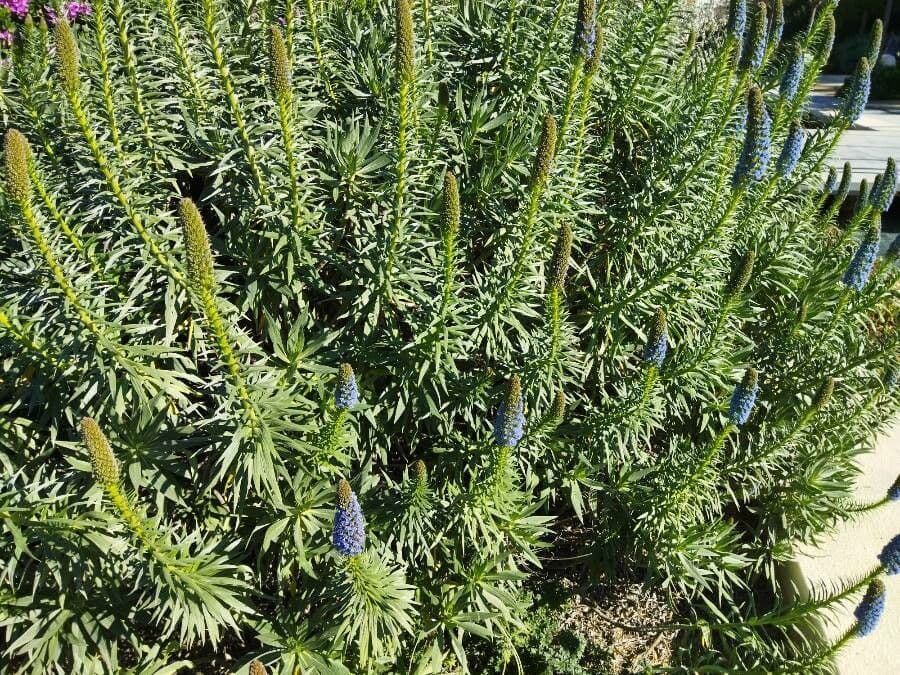 Echium di Madeira 23