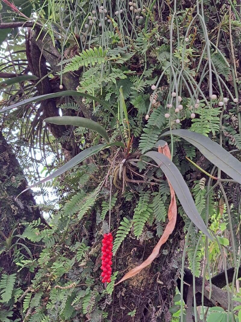 Anthurium gracile 4