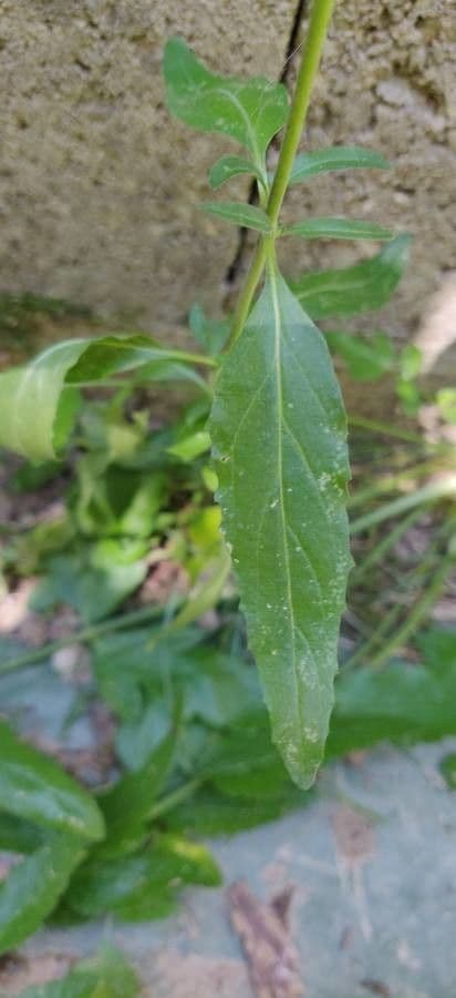 Epilobium lanceolatum 10