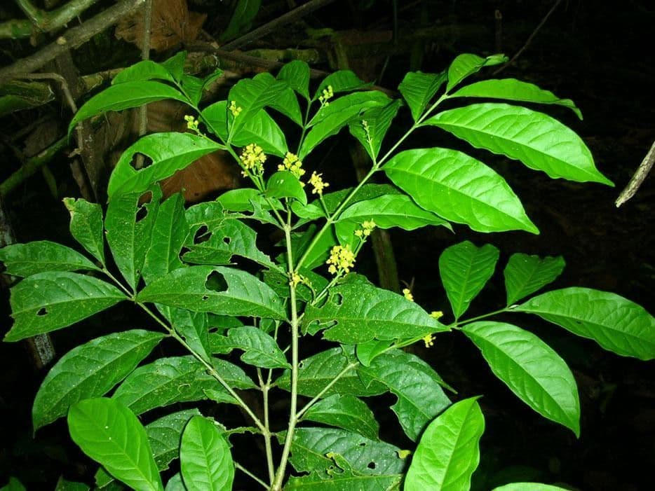 Bunchosia 13