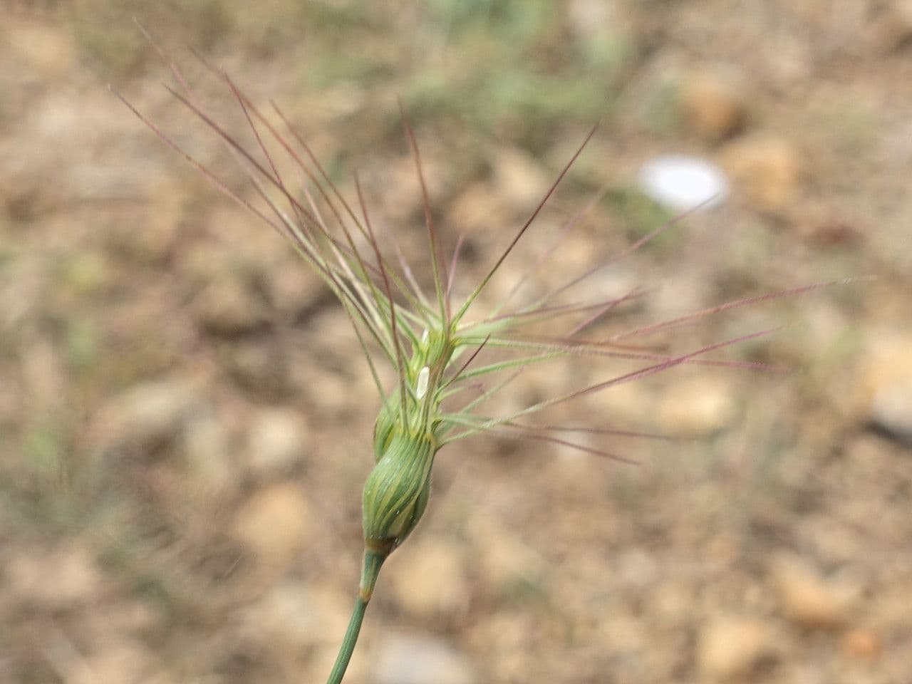 Cerere comune 3