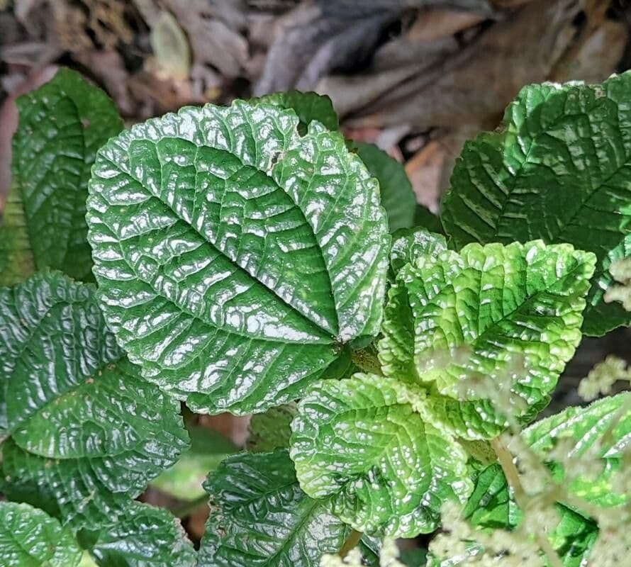 Pilea 4