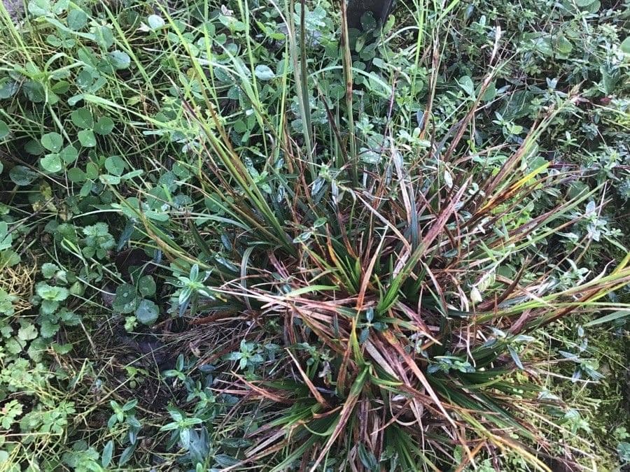 Festuca 3