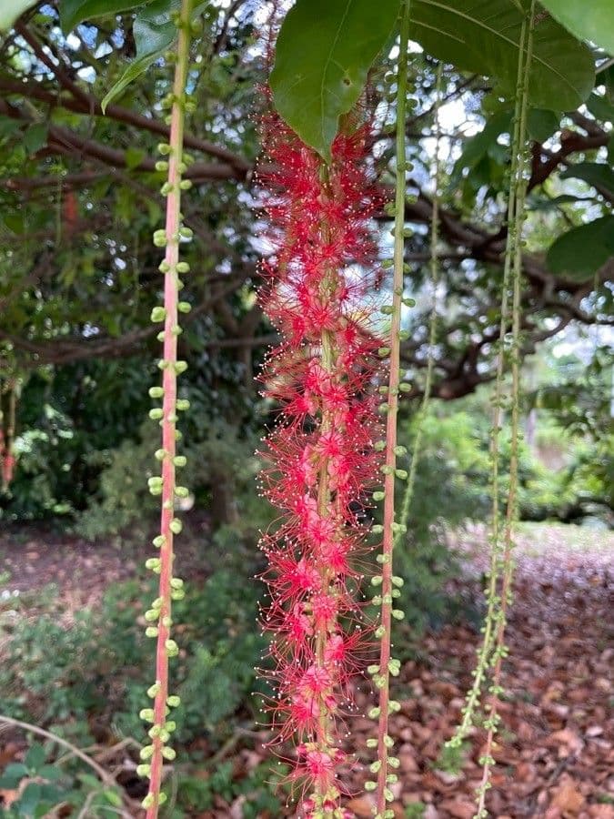 Barringtonia 8