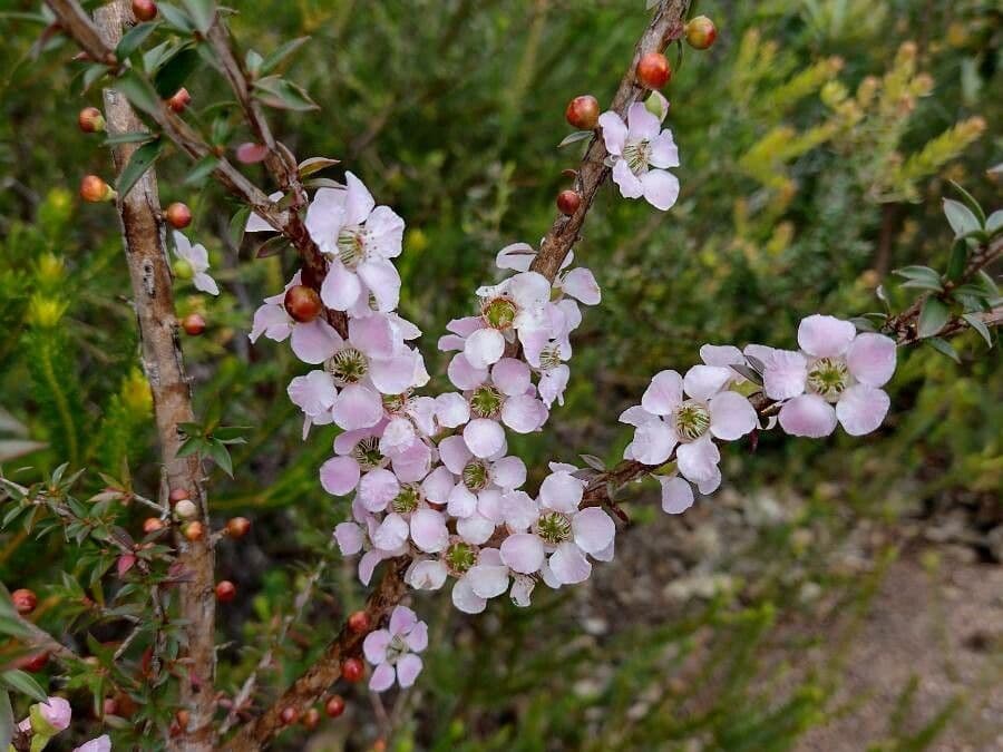 Leptospermum squarrosum 6