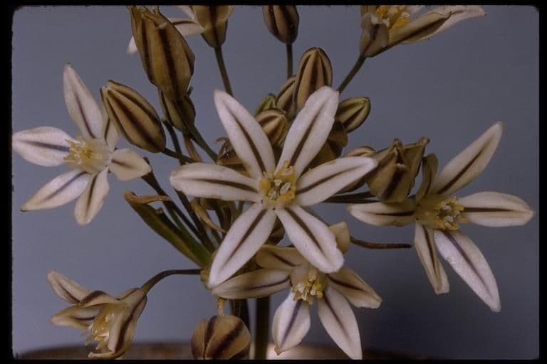 Triteleia
