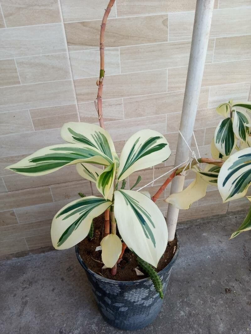 Costus arabo 12