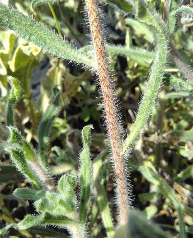 Echium angustifolium 17