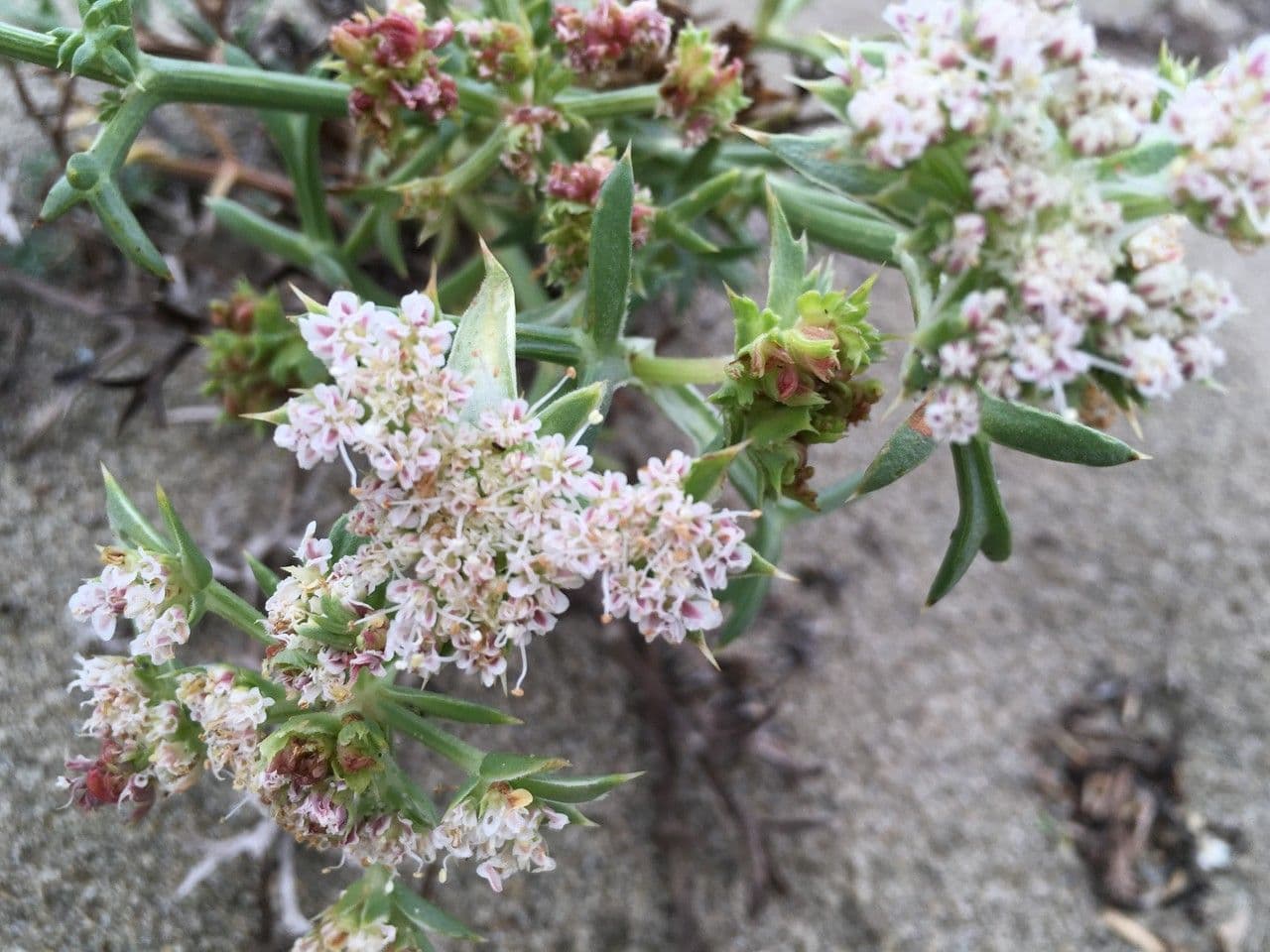 Echinophora spinosa 9