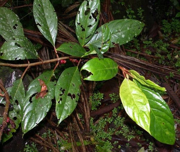 Drymonia coriacea 15