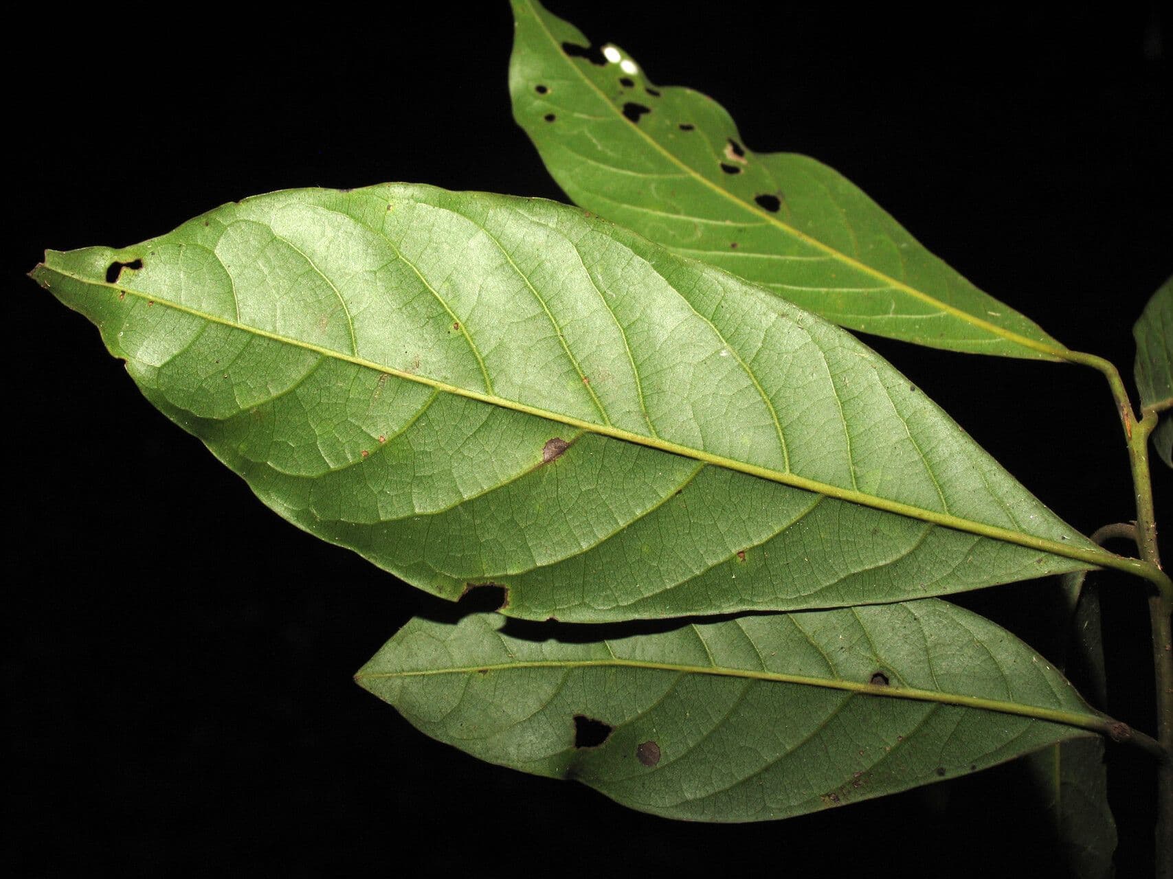 Laurel espada 13