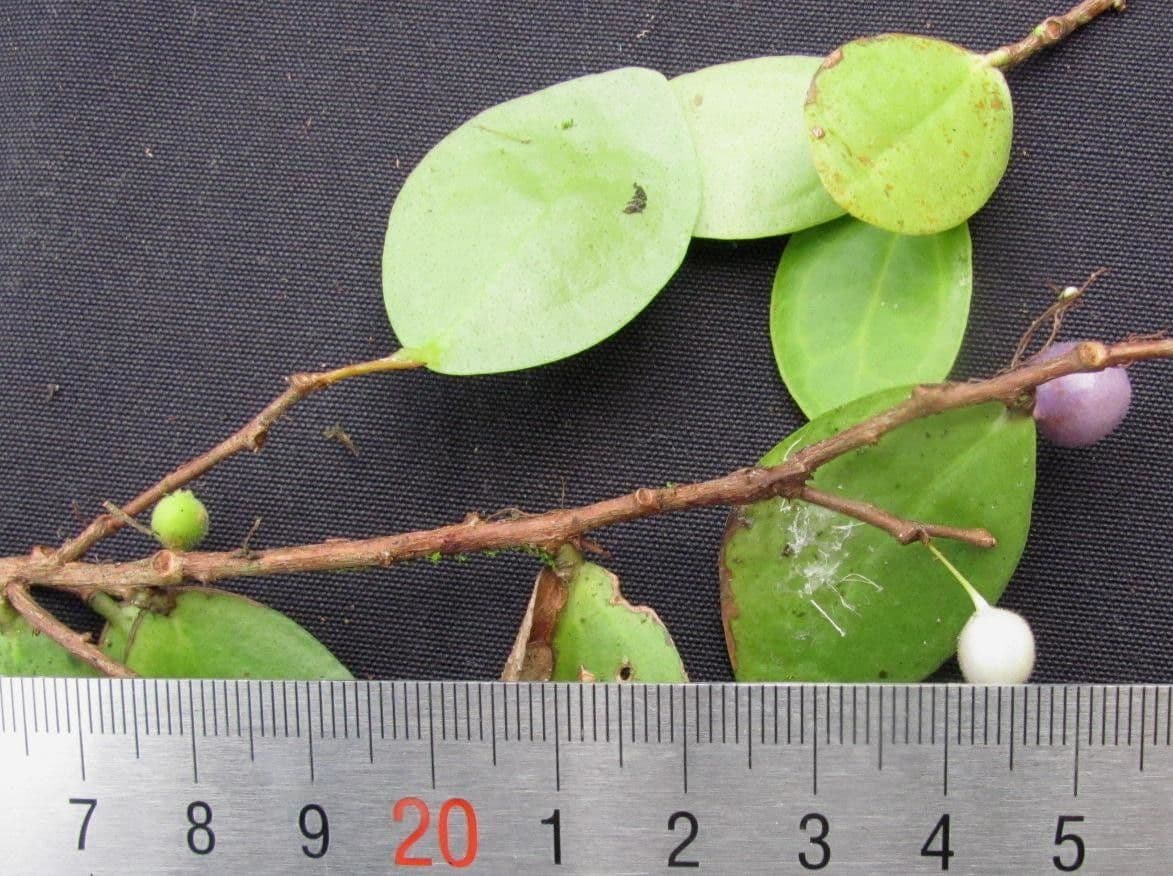 Sphyrospermum 7