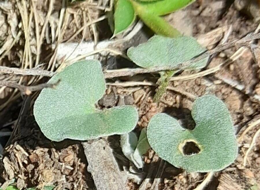 Dichondra