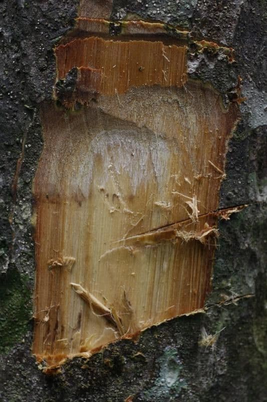 Eschweilera micrantha 17