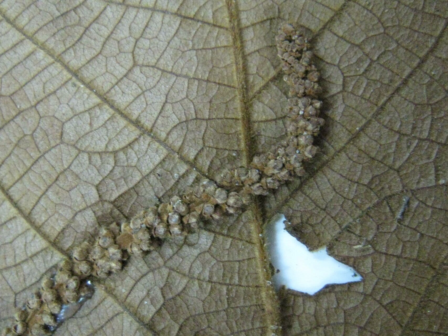 Coccoloba 14