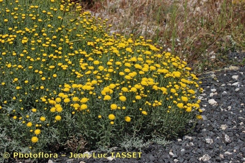 Santolina kosmata 7