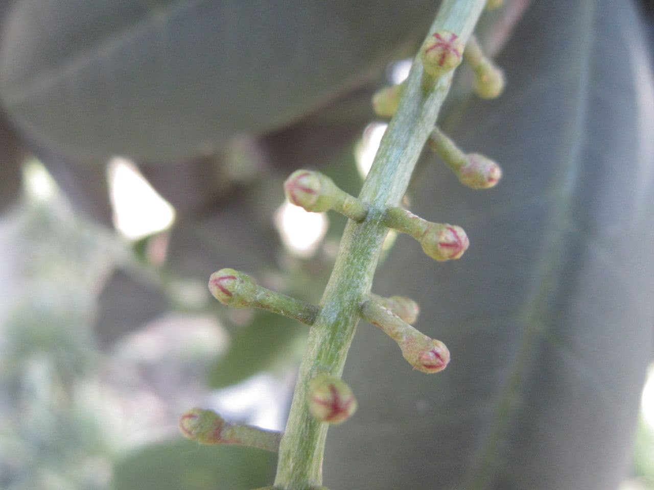 Pilocarpus pernatý 26