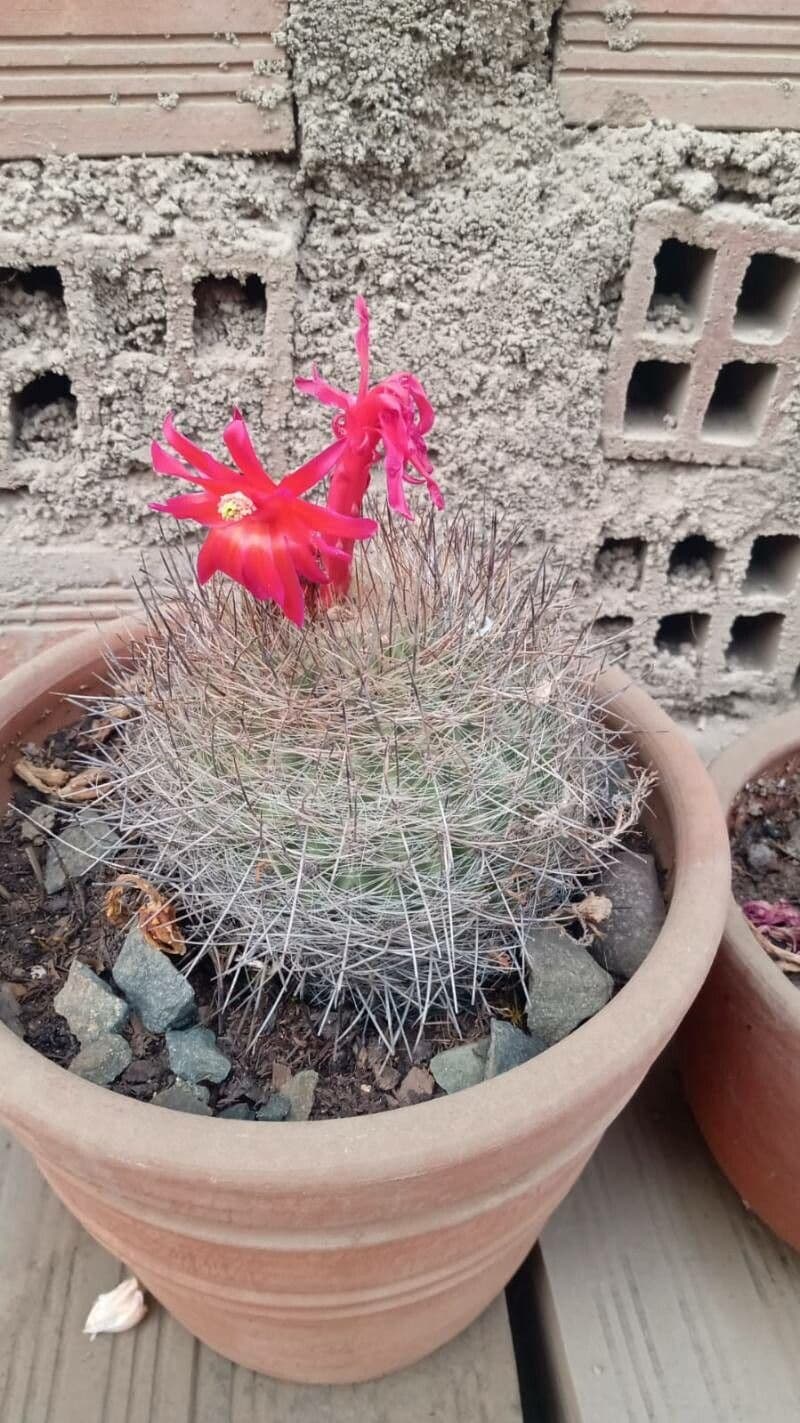 Matucana 2