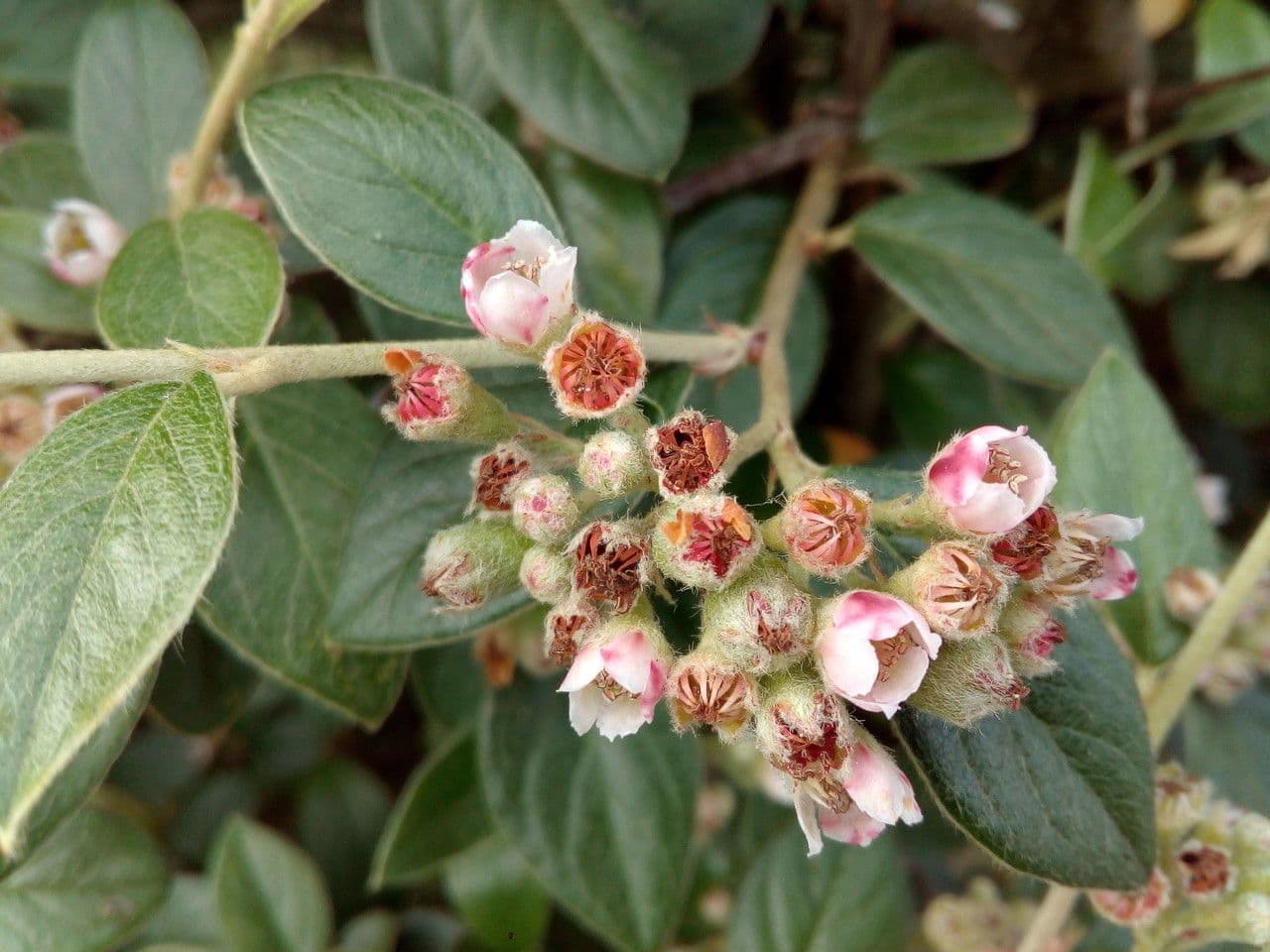 Cotoneaster di Franchet 9