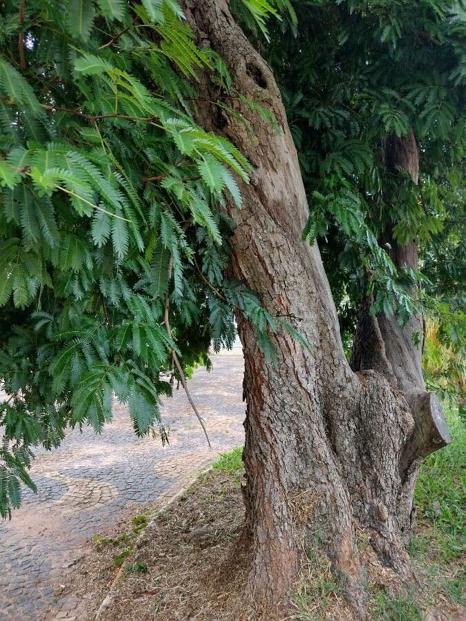Guaratinga 6