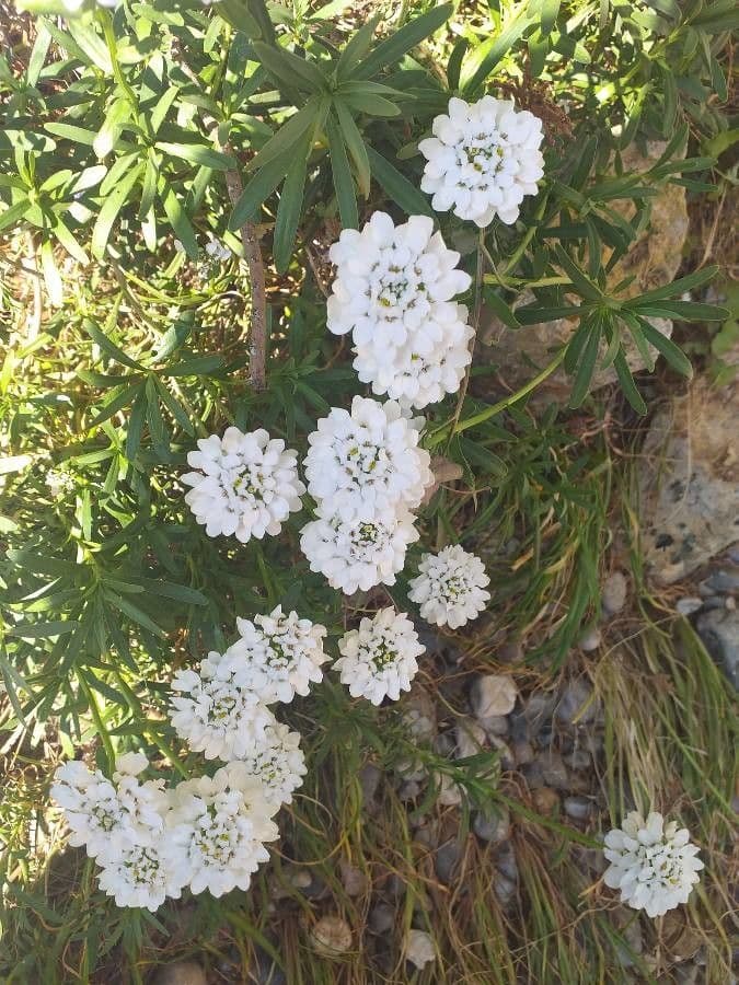 Iberis ciliata 2