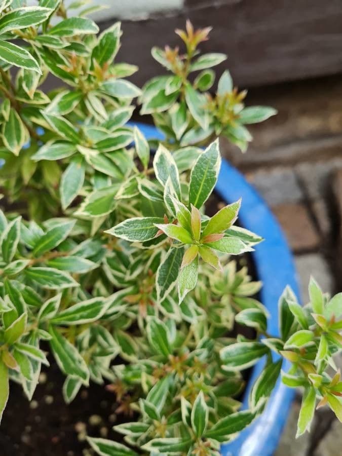 Pieris giapponese 19