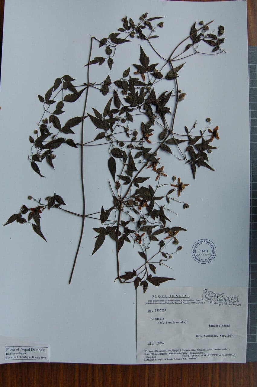Clematide puberula 3