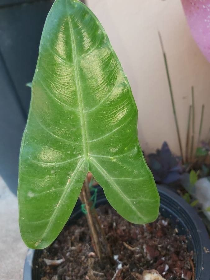 Alocasia 12