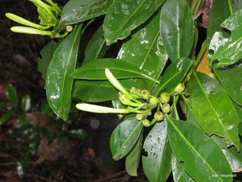 Thiollierea 12