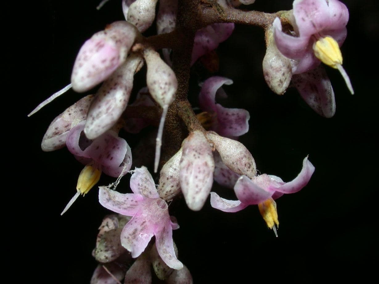 Ardisia 8