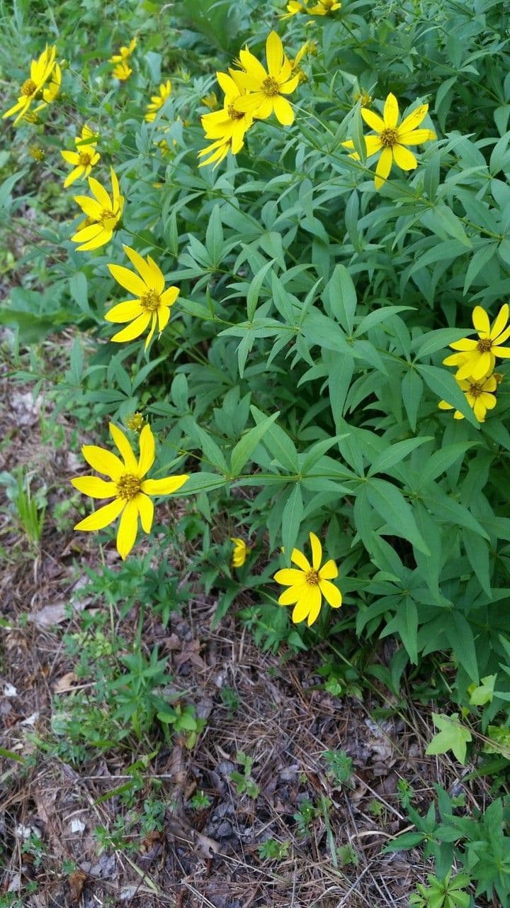 Coreopsis mayor 8
