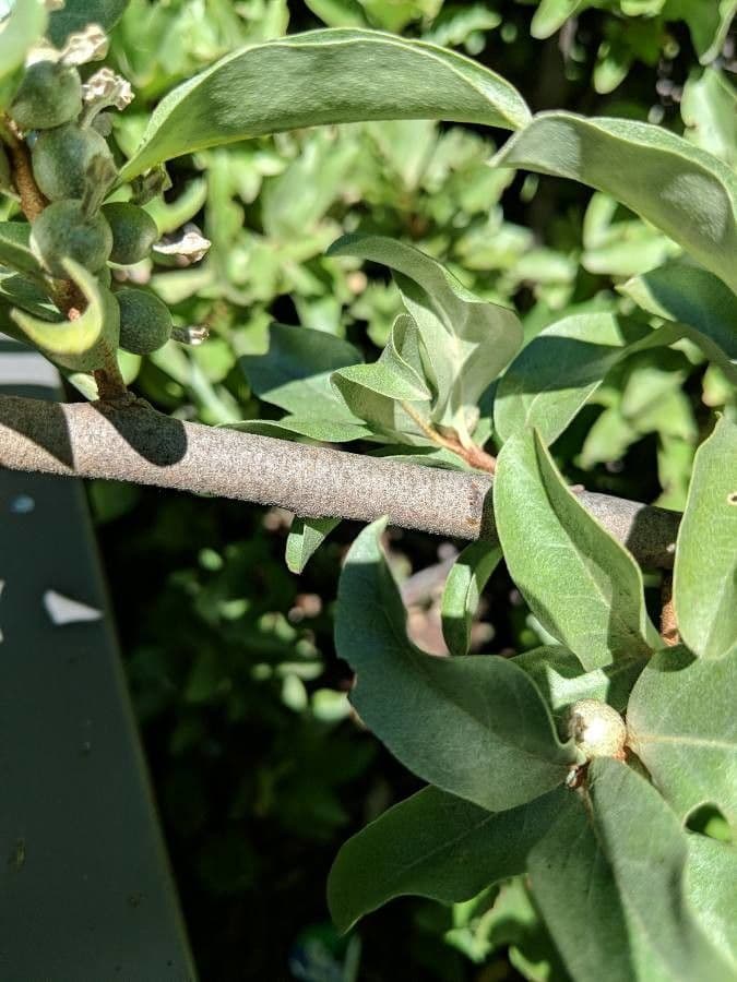 Hlošina stříbrná 24