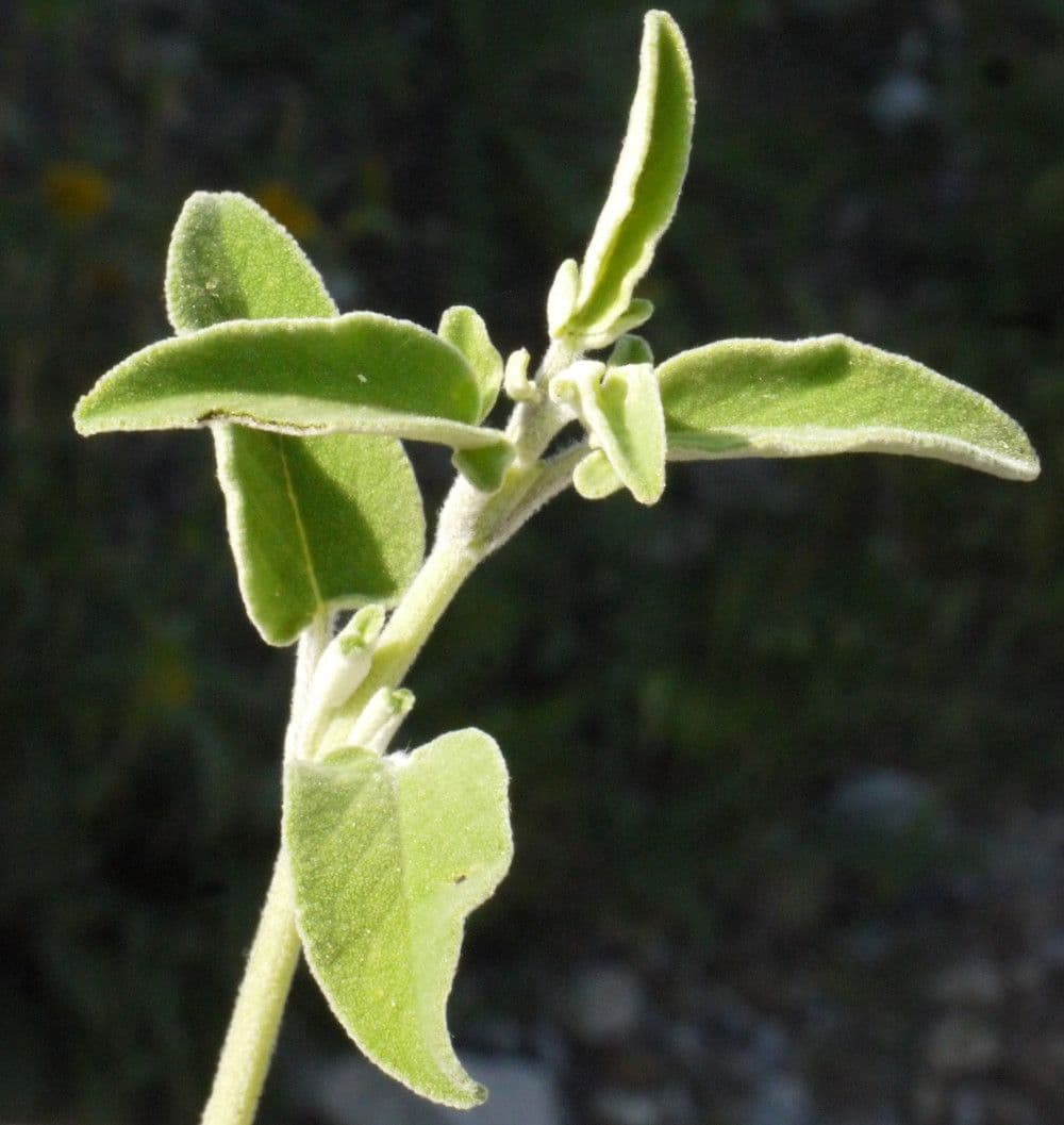 Salvia 27