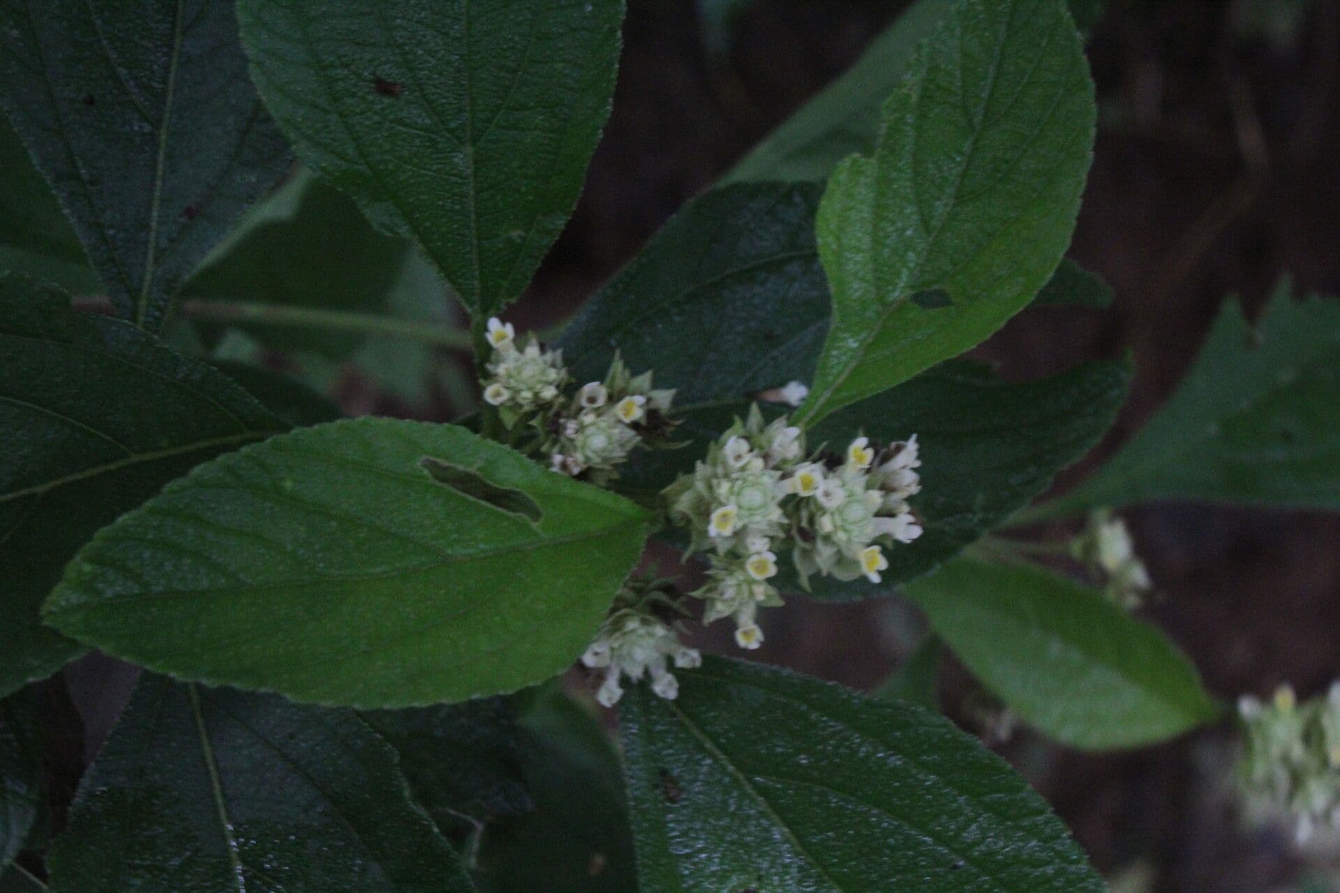 Lippia 8