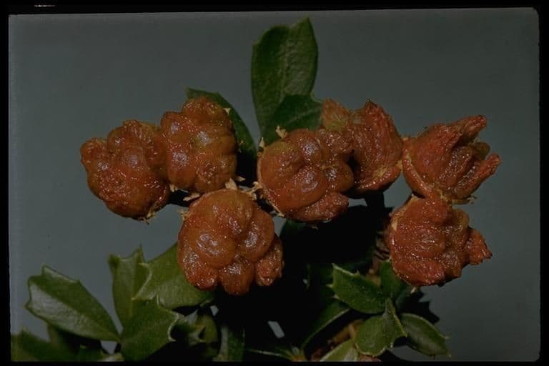 Ceanothus 5