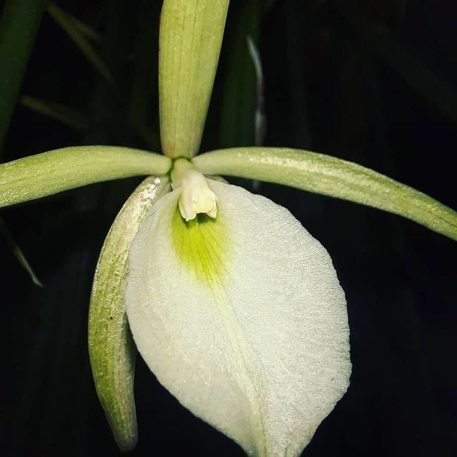 Brassavola 8