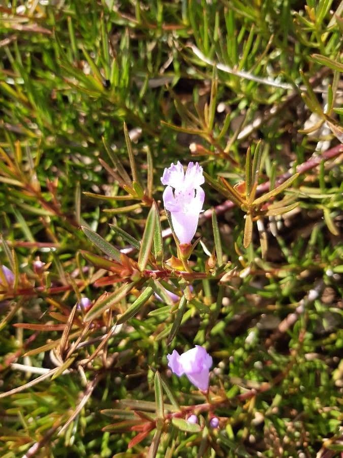 Hemiandra