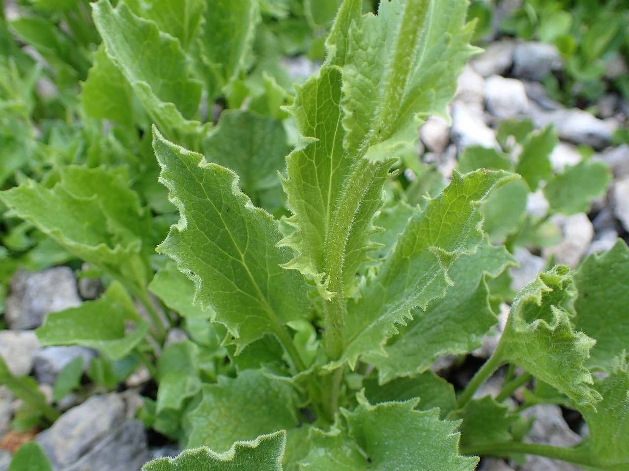 Doronico dei macereti 23