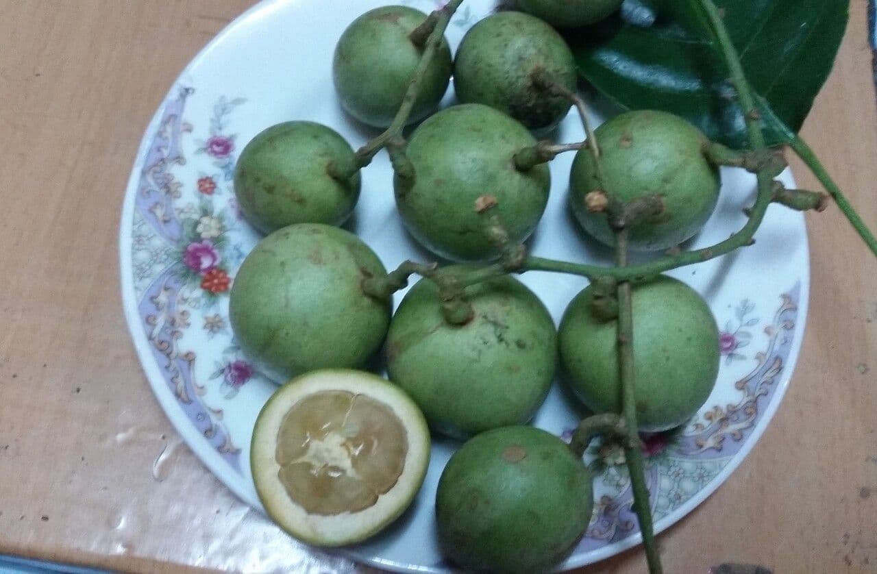 Baccaurea