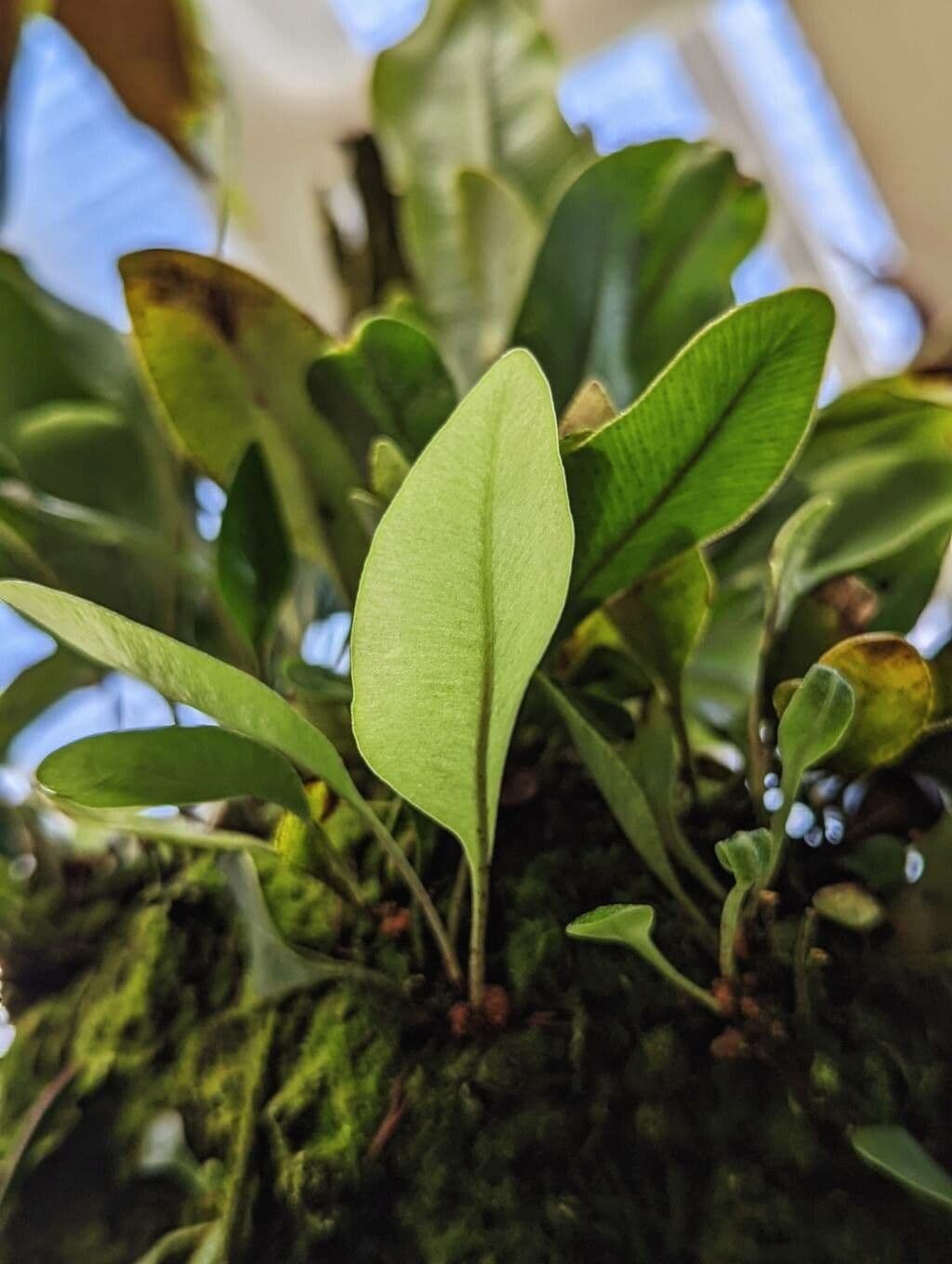 Elaphoglossum prossimo 3