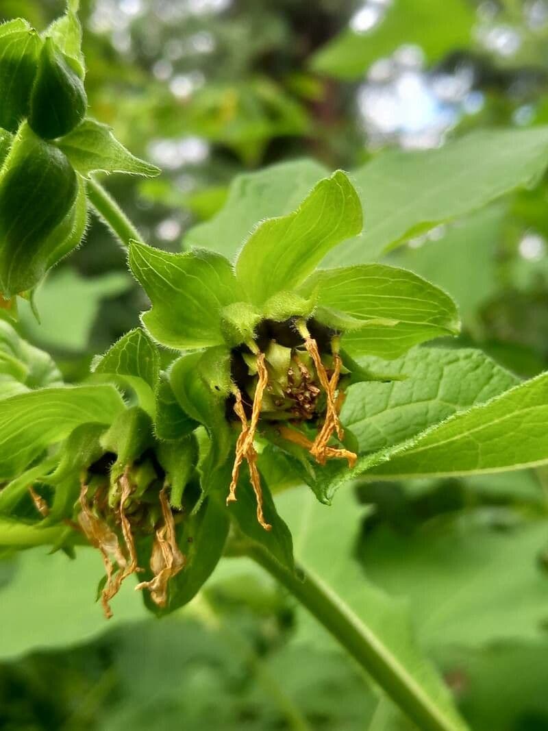 Piede d'orso