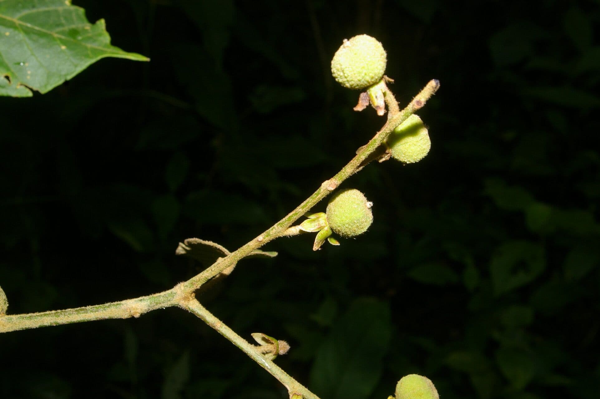 Croton 4