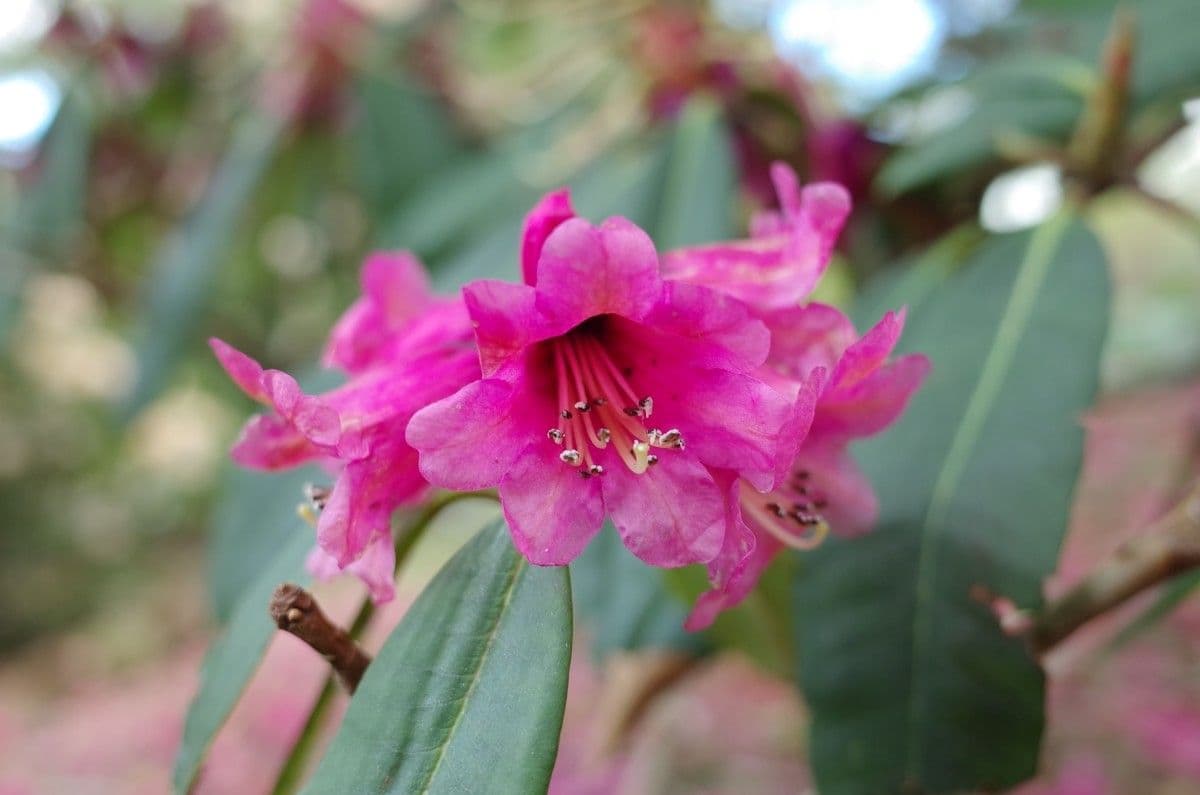 Rododendron anthosphaerum