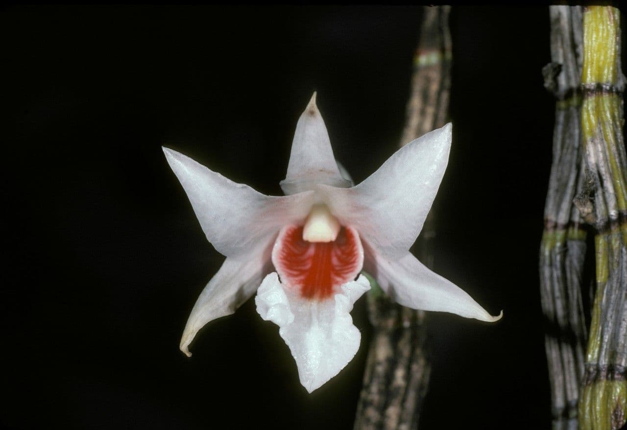 Dendrobium 4