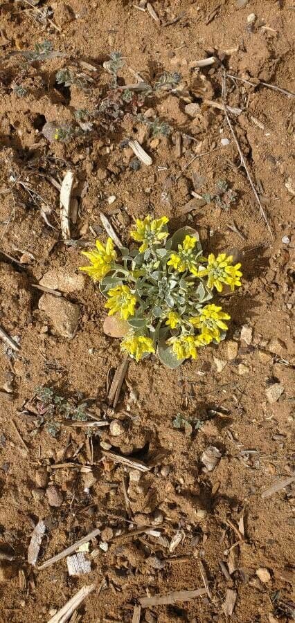 Physaria 6