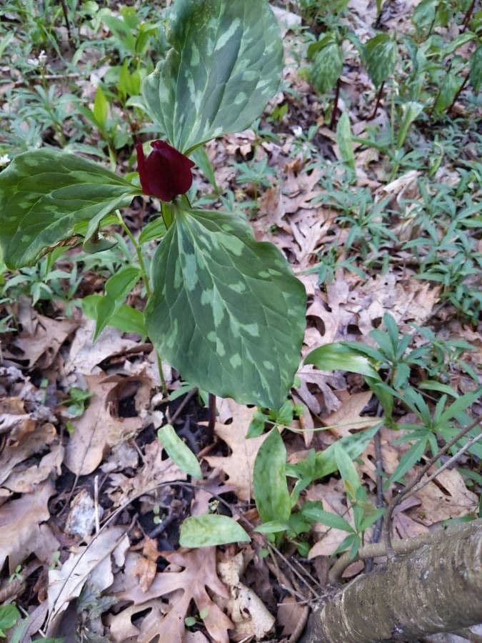 Trillium cuneatum 12