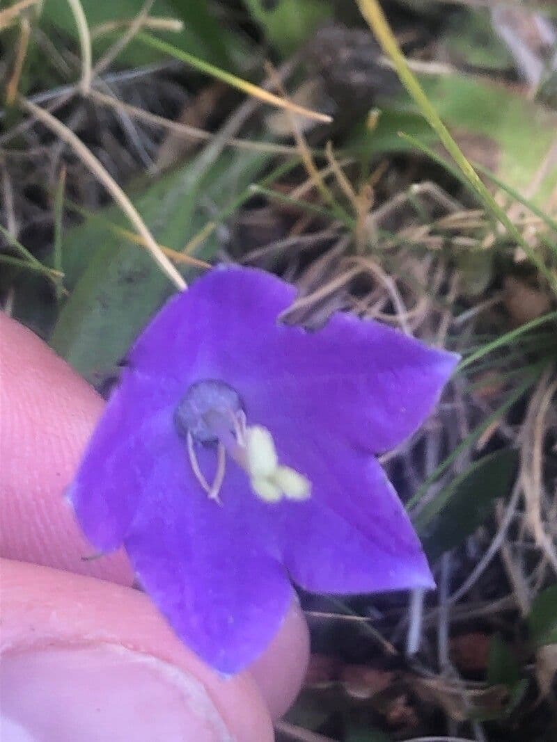 Campanula di Hermini 7